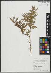 Foto von Salix alba subsp. alba L.
